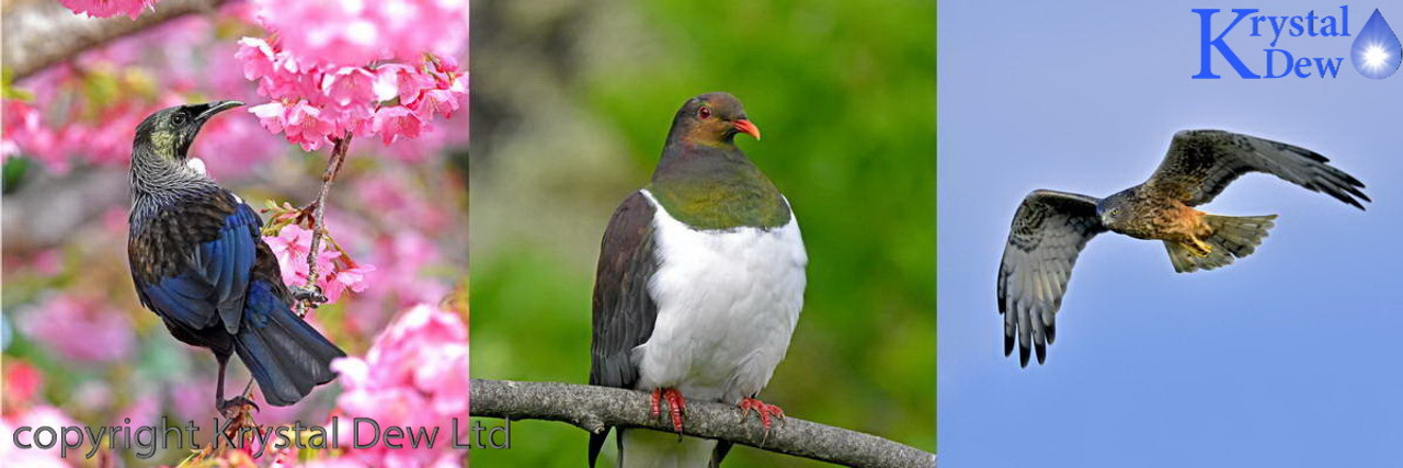 Birds Of New Zealand Birds Of New Zealand